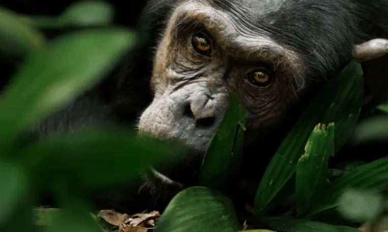 9 Day Uganda Chimpanzee And Gorilla Photography Safari
